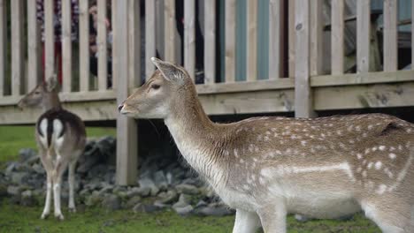 Wunderschönes-Reh-Vor-Dem-Touristischen-Kanadischen-Haus-Im-Belgischen-Zoo