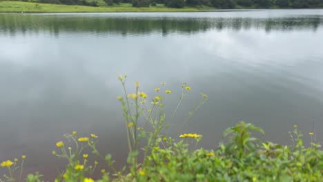 Luftbild-Drohnenkamera,-Filmische-Aufnahme,-Kleine-Wellen-Passieren-Im-Wasser-Und-Das-Wasser-Fließt