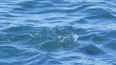 Wunderschöner-Haubentaucher-Taucht-Mit-Einem-Spritzer-Ins-Wasser,-Zeitlupe-Puerto-Madryn