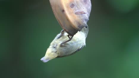 a-female-orange-bellied-flowerpecker-bird-is-eating-a-banana