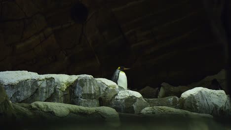 Königspinguin-Steht-Auf-Felsen-Im-Innenschutzgebiet