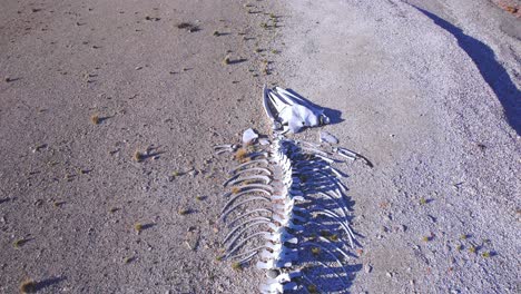 Full-Sperm-Whale-on-beach-at-bahia-bustamante-,-zooming-out-revealing-the-full-wide-landscape