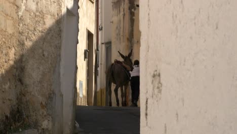 Un-Joven-Tirando-De-Un-Robusto-Burro-Por-Un-Halley-De-Adoquines