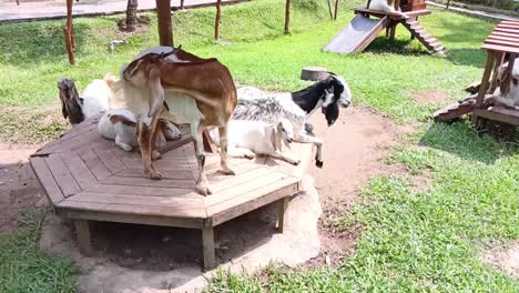 Ziegen-In-Ihrem-Käfig-Auf-Einer-Tierfarm