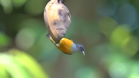 Ein-Männlicher-Orangefarbener-Blumenspechtvogel-Frisst-Eine-Banane