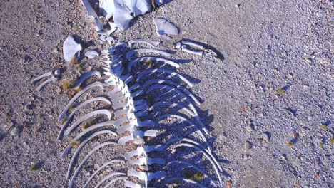 Draufsicht-Auf-Das-Alte-Skelett-Eines-Pottwals-Am-Strand-Von-Bahia-Bustamante