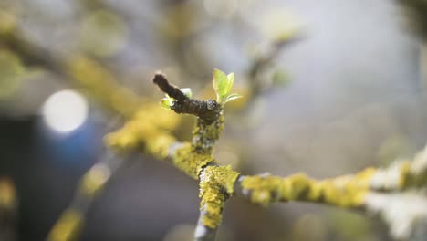 El-Vídeoclip-Muestra-Una-Bella-Rama-Cubierta-De-Musgo-Con-Un-Capullo-En-Flor-Que-Se-Mueve-Ligeramente-Con-El-Viento-Primaveral.