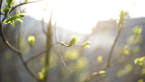 El-Vídeoclip-Muestra-Una-Hermosa-Rama-En-Flor-Con-Capullos-Que-Se-Mueve-Con-La-Ligereza-De-Una-Pluma-Bajo-El-Suave-Viento-Primaveral.