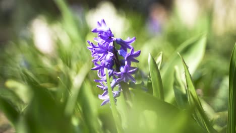 Un-Primer-Plano-De-Una-Hermosa-Flor-De-Color-Púrpura-En-Un-Macizo-De-Flores-En-Un-Cálido-Y-Brillante-Día-De-Primavera