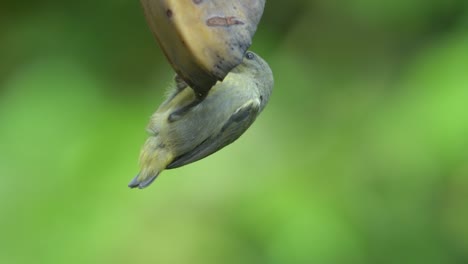 a-female-orange-bellied-flowerpecker-bird-is-hanging-on-a-banana-and-eating-the-fruit