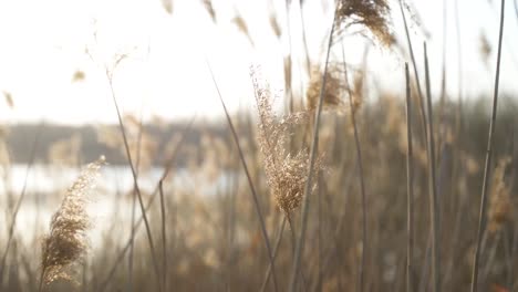 Un-Relajante-Y-Estético-Primer-Plano-De-Juncos-Que-Soplan-Con-El-Ligero-Viento-En-Un-Soleado-Día-De-Primavera-Durante-Una-Puesta-De-Sol-En-El-Lago