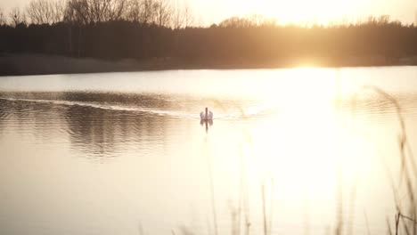 A-white,-colourful,-fantastically-beautiful-swan-swims-aesthetically-and-slowly-across-the-lake-during-sunset