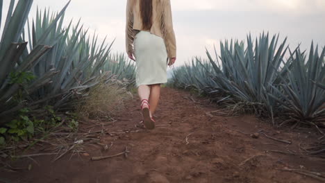 Vista-Posterior-De-Una-Mujer-Atractiva-Con-Los-Brazos-Levantados-Caminando-Por-Campos-De-Agave-En-México---Grúa-En-Plano-Amplio