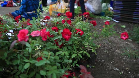 Personas-Que-Compran-Plantas-De-Rosas,-Concepto-De-Vivero-En-El-Mercado-Local,-Personas-Que-Compran-Plantas-De-Casa-O-Jardín-De-Terraza