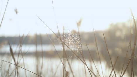 Eine-Beruhigende,-ästhetische-Nahaufnahme-Von-Schilf,-Das-An-Einem-Sonnigen-Frühlingstag-Während-Eines-Sonnenuntergangs-Am-See-Im-Leichten-Wind-Weht