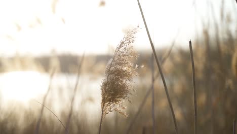 Eine-Beruhigende,-ästhetische-Nahaufnahme-Von-Schilf,-Das-An-Einem-Sonnigen-Frühlingstag-Während-Eines-Sonnenuntergangs-Am-See-Im-Leichten-Wind-Weht