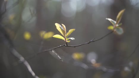 Das-4K-Video-Zeigt-Eine-ästhetische-Nahaufnahme-Eines-Blühenden-Astes-An-Einem-Baum-Im-Frühling