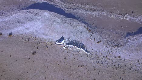 Zooming-out-and-cinematic-reveal-from-Sperm-Whale-skeleton-to-the-view-of-the-full-beach-and-the-sea-of-the-Bahia-bustamante