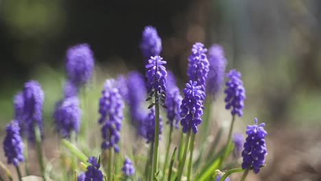 Un-Primer-Plano-Estético-Y-Relajante-De-Una-Hermosa-Y-Colorida-Lavanda-En-Flor-En-Un-Soleado-Y-Cálido-Día-De-Primavera