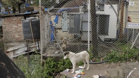 Mono-Y-Perro-Peleando-Por-Comida