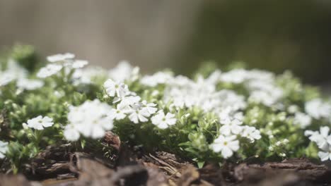 Eine-ästhetische,-Beruhigende-Nahaufnahme-Einer-Wunderschönen,-Farbenfrohen-Weißen-Blume,-Die-An-Einem-Sonnigen,-Warmen-Frühlingstag-Blüht