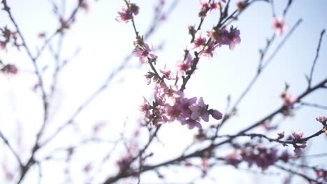 Eine-Hochwertige,-ästhetische-Nahaufnahme-Einer-Wunderschön-Blühenden-Kirschblüte-An-Einem-Warmen,-Sonnigen-Frühlingstag