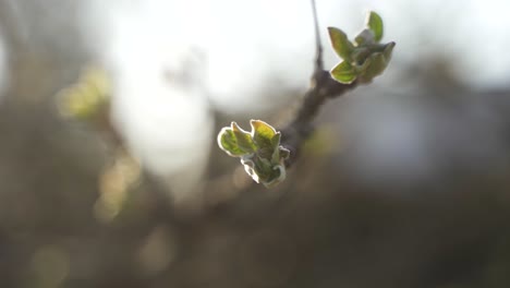 Un-Primer-Plano-De-Alta-Calidad-De-Capullos-De-Flores-Verdes-En-Una-Rama-Durante-La-Puesta-De-Sol