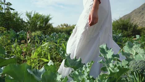 Mujer-Caminando-En-La-Pradera-De-Plantaciones-Eligiendo-Vegetales-Verdes-Frescos,-Lima,-Perú