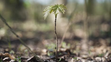 Un-Primer-Plano-Estético-De-Un-Pequeño-Arce-Verde-En-Crecimiento-En-El-Bosque,-Soplando-Suavemente-Con-El-Viento-Primaveral-En-Un-Hermoso-Y-Cálido-Día-De-Primavera