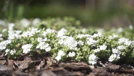 Eine-ästhetische,-Beruhigende-Nahaufnahme-Einer-Wunderschönen,-Farbenfrohen-Weißen-Blume,-Die-An-Einem-Sonnigen,-Warmen-Frühlingstag-Blüht