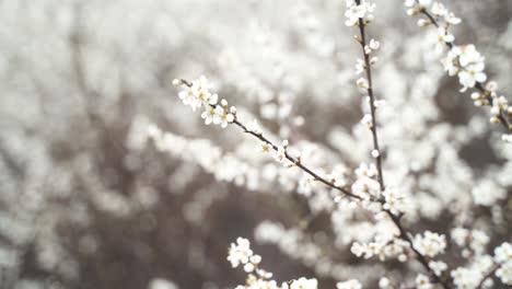 A-close-up-of-wonderful,-white-blooming-flowers-on-a-branch-with-buds-that-blow-gently-in-the-wind-on-a-beautiful-spring-day