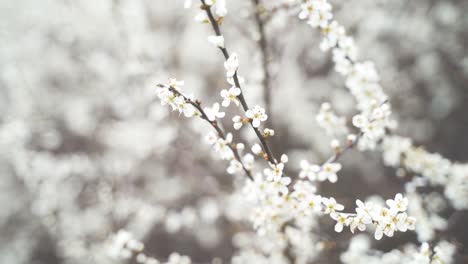 Eine-Nahaufnahme-Zarter,-Weiß-Blühender-Blüten-Auf-Einem-Zweig-Mit-Knospen,-Die-An-Einem-Schönen-Frühlingstag-Sanft-Im-Wind-Wehen