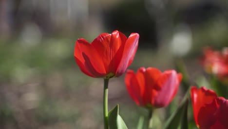 Eine-ästhetische,-Ruhige-Nahaufnahme-Wunderschöner,-Farbenfroh-Blühender-Blumen-Im-Garten-An-Einem-Sonnigen,-Warmen-Tag