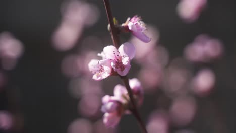 Un-Primer-Plano-Estético-Y-De-Alta-Calidad-De-Una-Bella-Flor-De-Cerezo-En-Un-Cálido-Y-Soleado-Día-De-Primavera