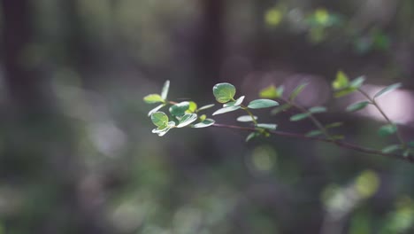 Un-Primer-Plano-Estético-De-Una-Hermosa-Rama-Floreciente-Verde-En-Un-Bosque,-Que-Sopla-Suavemente-Con-El-Viento-Primaveral