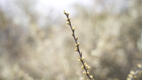 Eine-4K-Nahaufnahme-Wunderschöner-Grüner-Blütenknospen-An-Einem-Zweig,-Der-An-Einem-Schönen-Frühlingstag-Sanft-Im-Wind-Weht