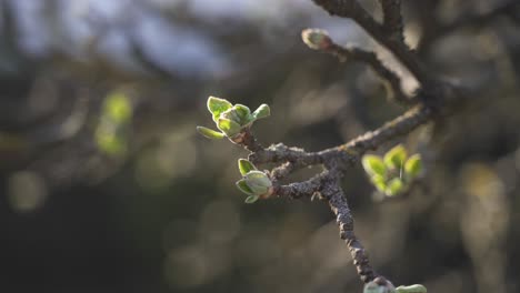 Eine-Hochwertige,-ästhetische-Nahaufnahme-Grüner-Blütenknospen-An-Einem-Zweig-Bei-Sonnenuntergang