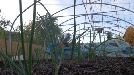 Gezeigt-Wird-Ein-Kommerzieller-Folientunnel,-Der-In-Einem-Garten-Im-Vereinigten-Königreich-Gebaut-Wird