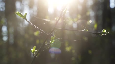 Eine-Hochwertige-Nahaufnahme-Von-Grünen-Blütenknospen-An-Einem-Zweig-Während-Des-Sonnenuntergangs