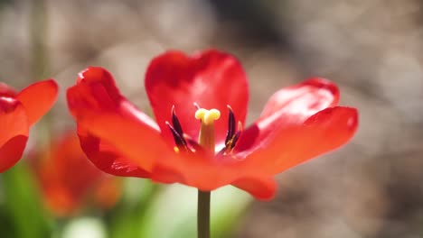 Un-Primer-Plano-Estético-Y-Tranquilo-De-Hermosas-Y-Coloridas-Flores-En-El-Jardín-En-Un-Día-Soleado-Y-Cálido