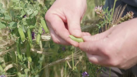 Farmer-Checking-And-Opening-Fresh-Pea-Pod-Outside