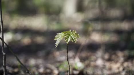 Un-Primer-Plano-Estético-De-Un-Pequeño-Arce-Verde-En-Crecimiento-En-El-Bosque,-Soplando-Suavemente-Con-El-Viento-Primaveral-En-Un-Hermoso-Y-Cálido-Día-De-Primavera