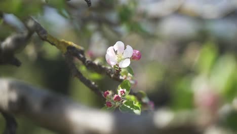 Un-Primer-Plano-Estético-Y-Tranquilo-De-Una-Hermosa-Y-Colorida-Rama-De-Manzano-En-Flor-En-Un-Soleado-Y-Cálido-Día-De-Primavera