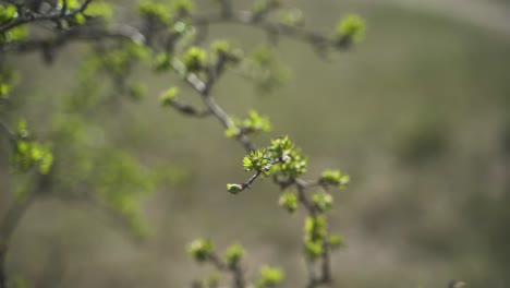 Un-Primer-Plano-Estético-De-Una-Hermosa-Rama-Floreciente-Verde-En-Un-Campo-Que-Está-Enfocado-Y-Sopla-Ligeramente-En-El-Viento-Primaveral-En-Un-Hermoso-Y-Cálido-Día-De-Primavera