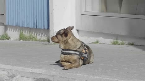 Ruhiger-Sicherheitshund,-Der-Draußen-Auf-Dem-Bürgersteig-In-Nuuk-Sitzt,-Während-Menschen-Vorbeigehen