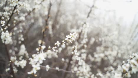 A-close-up-of-wonderful,-white-blooming-flowers-on-a-branch-with-buds-that-blow-gently-in-the-wind-on-a-beautiful-spring-day