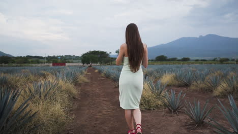 Vista-Posterior-De-Una-Joven-Modelo-Caminando-Entre-Un-Campo-De-Piña-Al-Atardecer-En-México---Siga-La-Toma-En-Cámara-Lenta