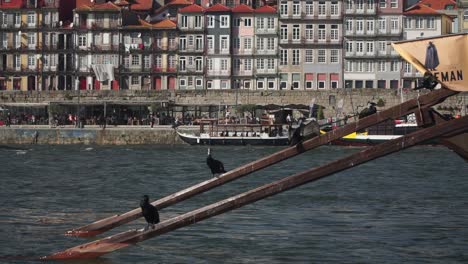 Disparo-De-Establecimiento,-Pájaros-Parados-En-El-Timón-Del-Barco,-Paseos-Turísticos-Por-El-Casco-Antiguo-De-Porto-Portugal