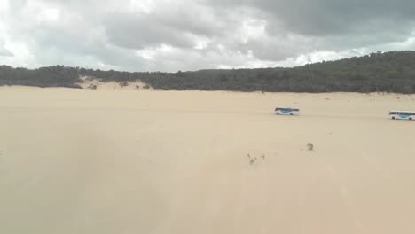 Toma-Aérea-De-Dos-Autobuses-Turísticos-Conduciendo-A-Través-De-Dunas-En-Un-Desierto,-En-Un-Día-Cálido,-En-La-Isla-Moreton,-En-Queensland,-Australia