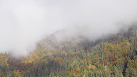 Timelapse-Del-Bosque-Con-Nubes-En-Movimiento-En-Otoño